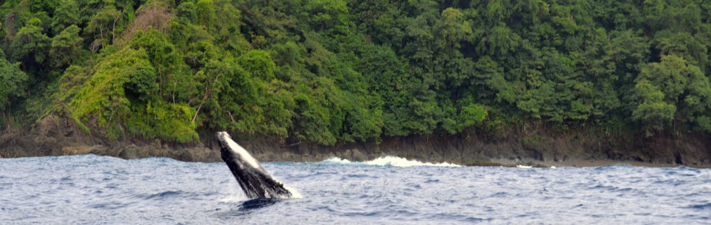 A young humpback whale breaching near Little Canos Island.