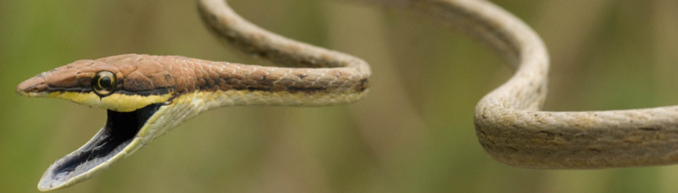Brown Vine Snake